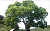 나무:느티나무
